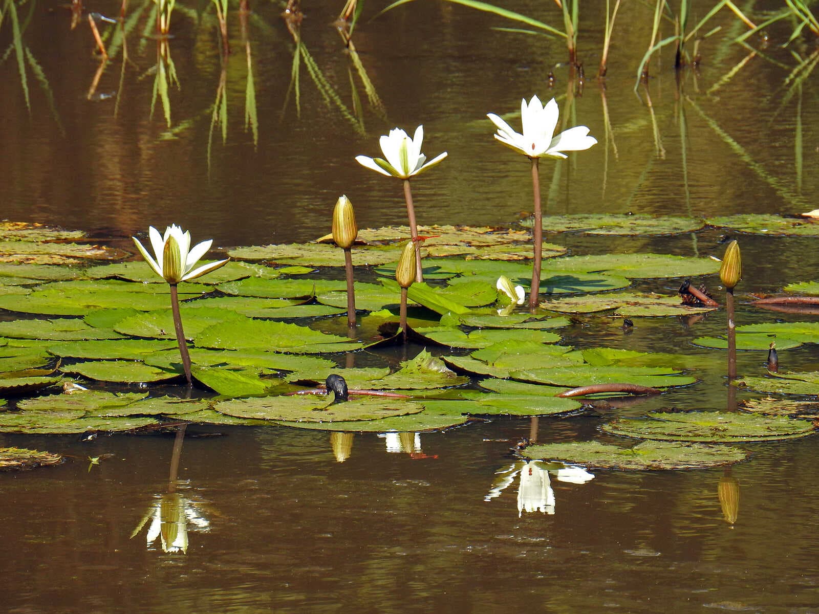 Abuko Nature Reserve