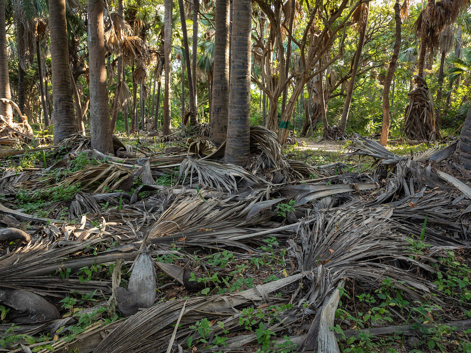 Bijilo National Park
