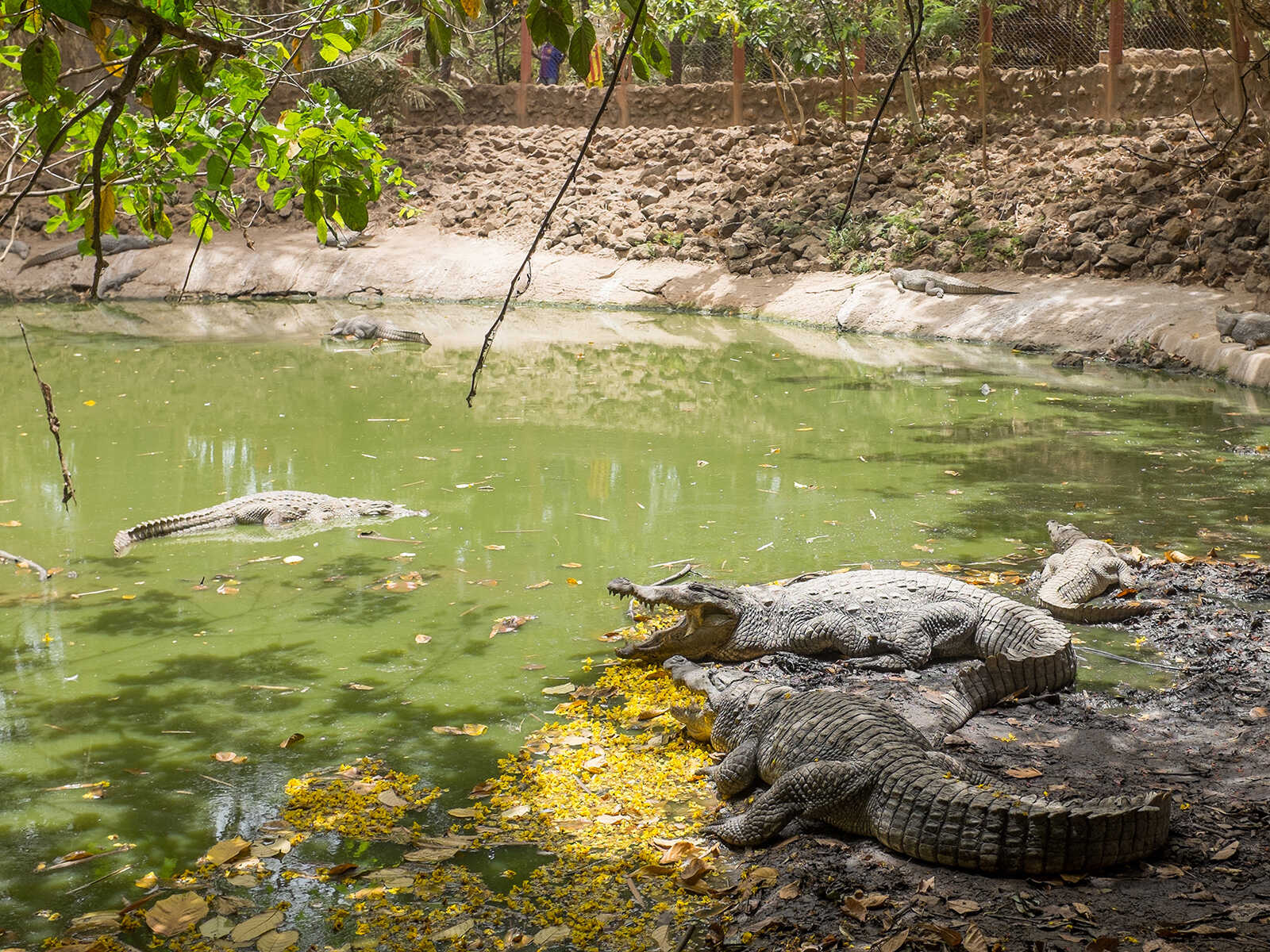 Kachikally Crocodile Pool