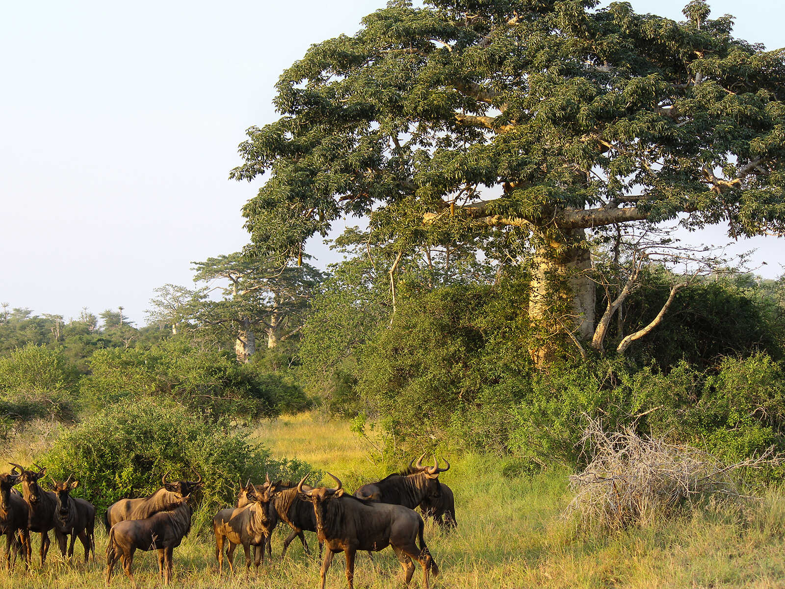Parque Nacional do Quicama 1