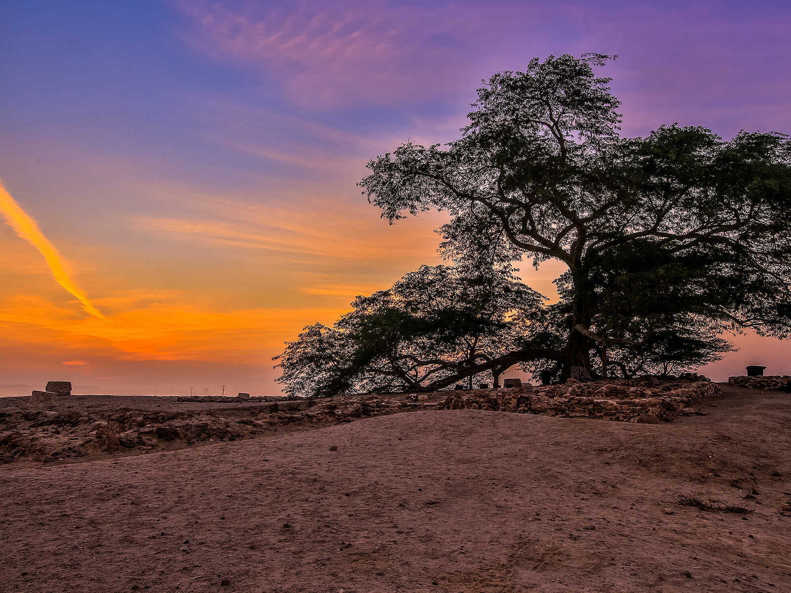 Дерево в пустыне Бахрейна одинокое