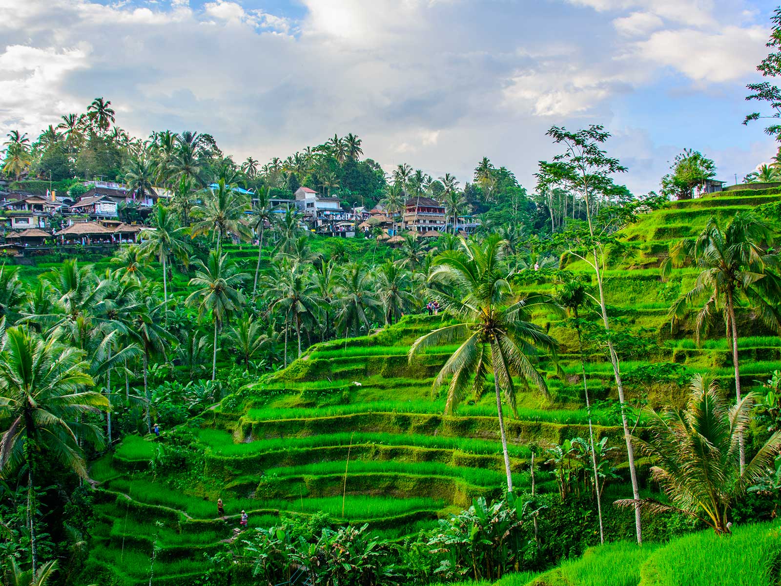  Tegallalang  Rice Terraces Ubud Must see spots