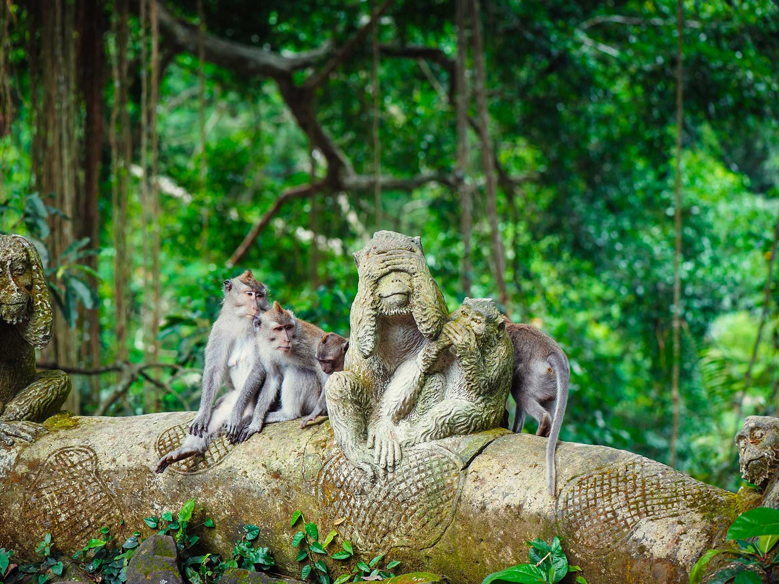Ubud Monkey Forest 2