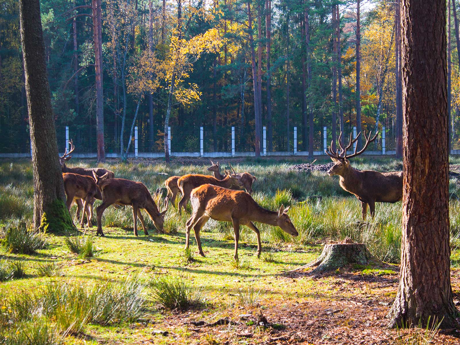 Belovezhskaya Pushcha National Park 1
