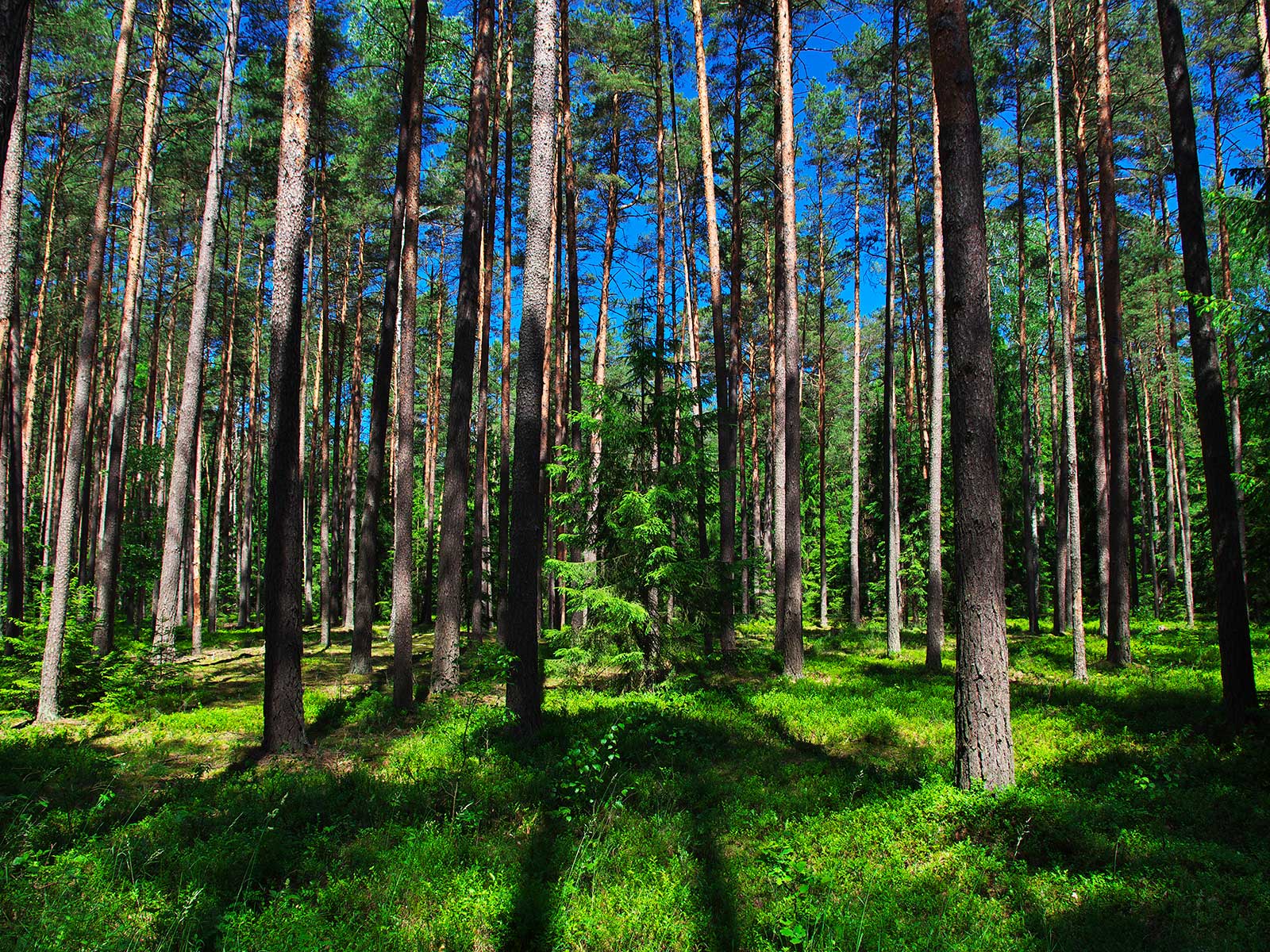 Belovezhskaya Pushcha National Park 2