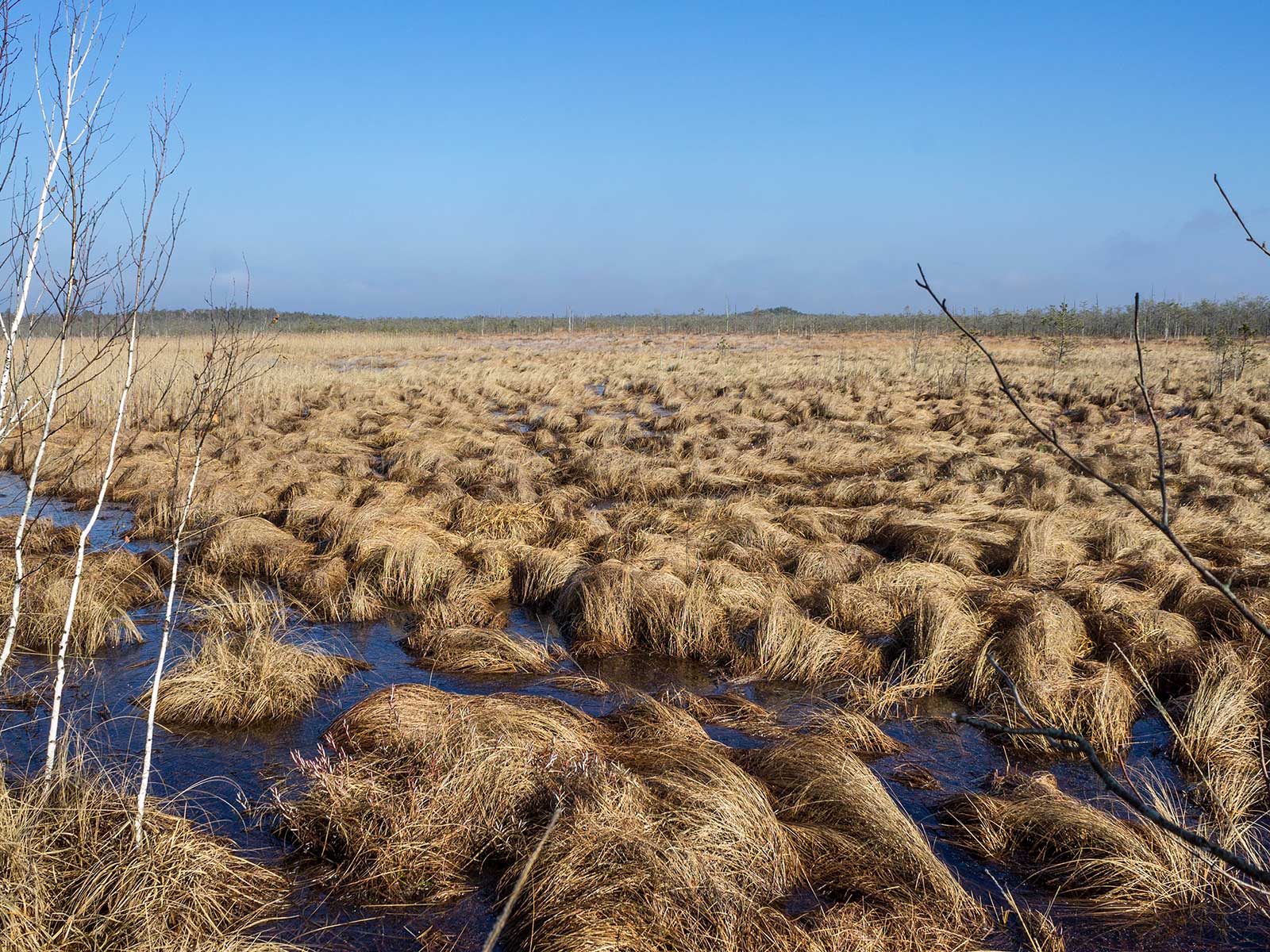 National Park Pripyatsky