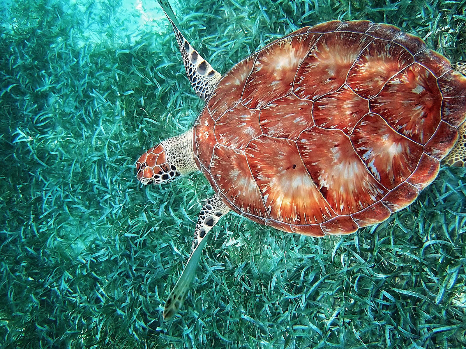Additional view 1 of Hol Chan Marine Reserve