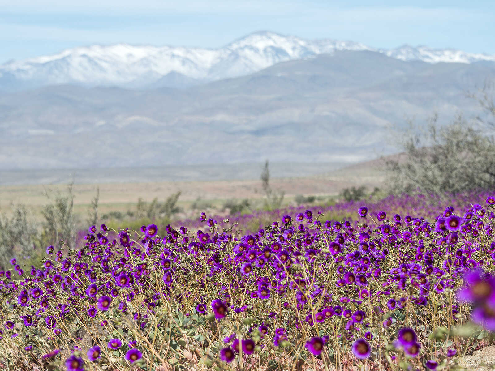 Desierto Florido