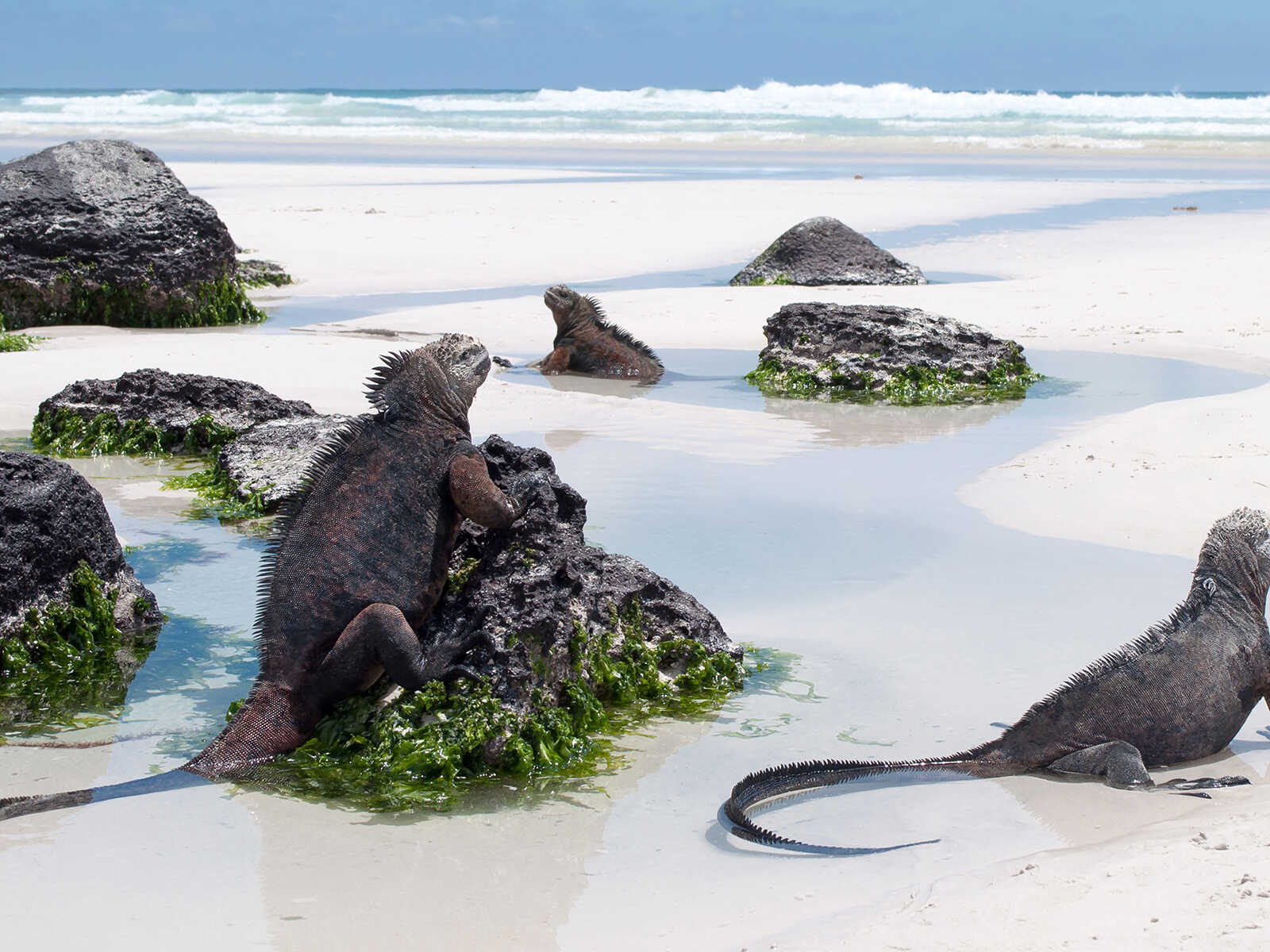Galápagos Islands 1