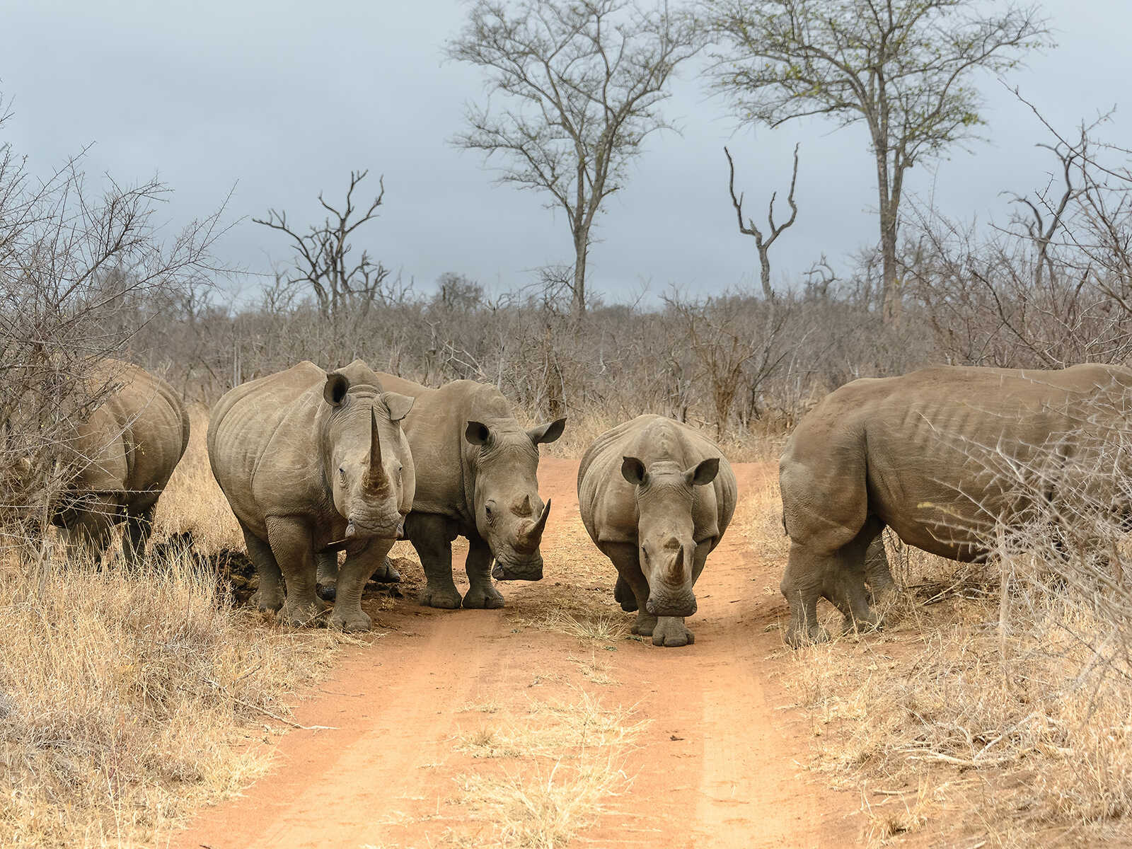 Additional view 1 of Hlane National Park