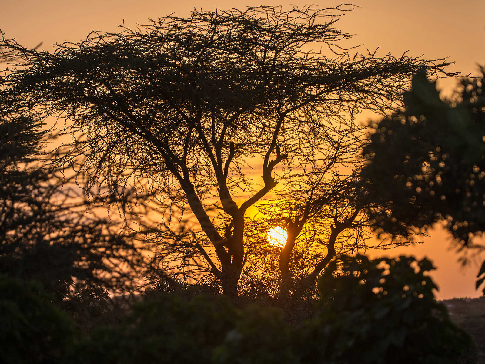 Additional view 1 of Omo National Park