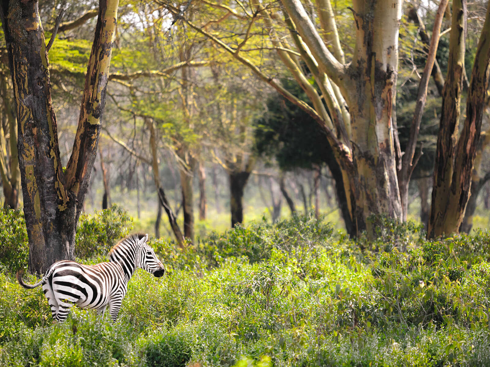 Additional view 1 of Hells Gate National Park