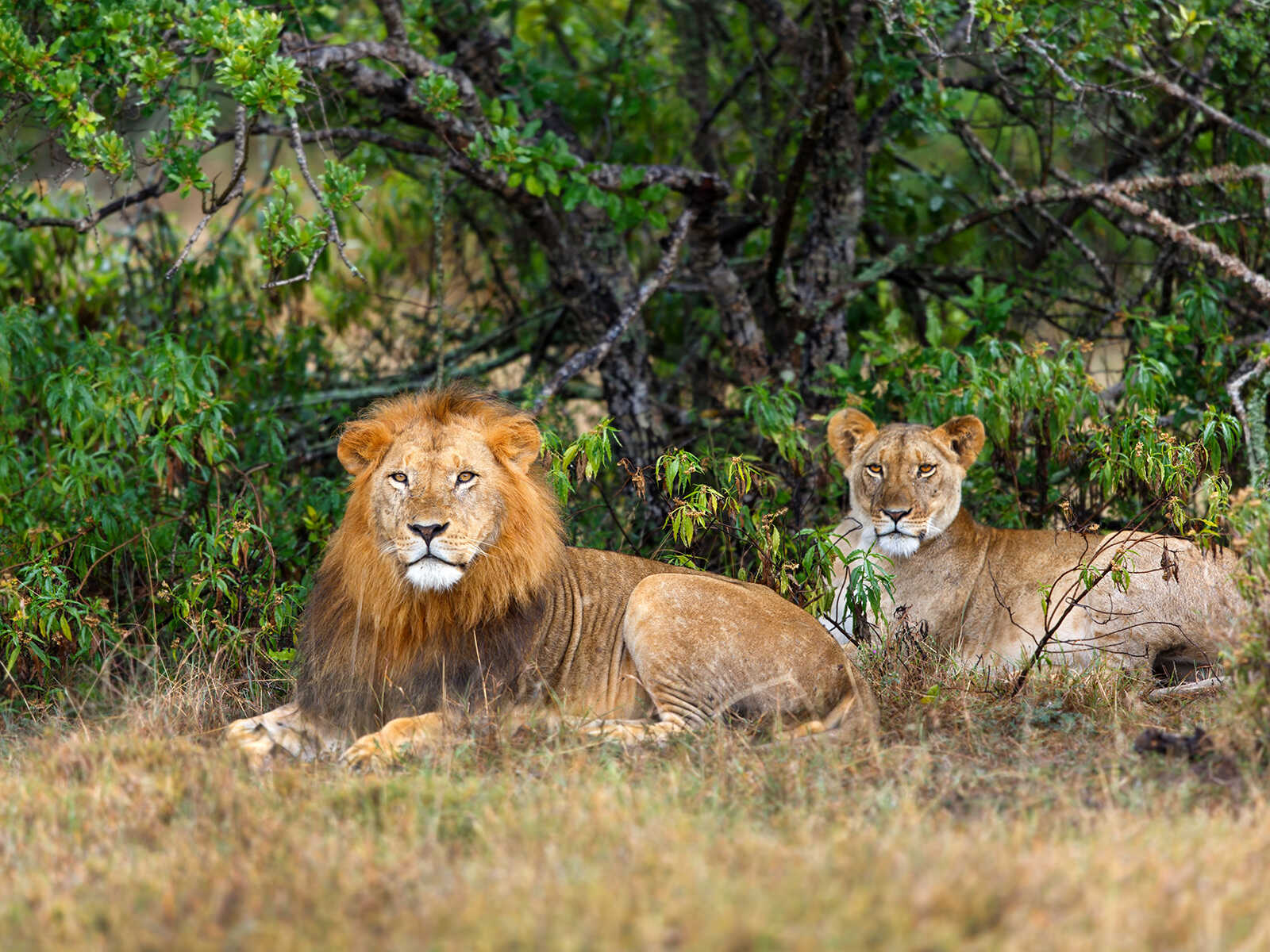 Additional view 1 of Ol Pejeta Conservancy