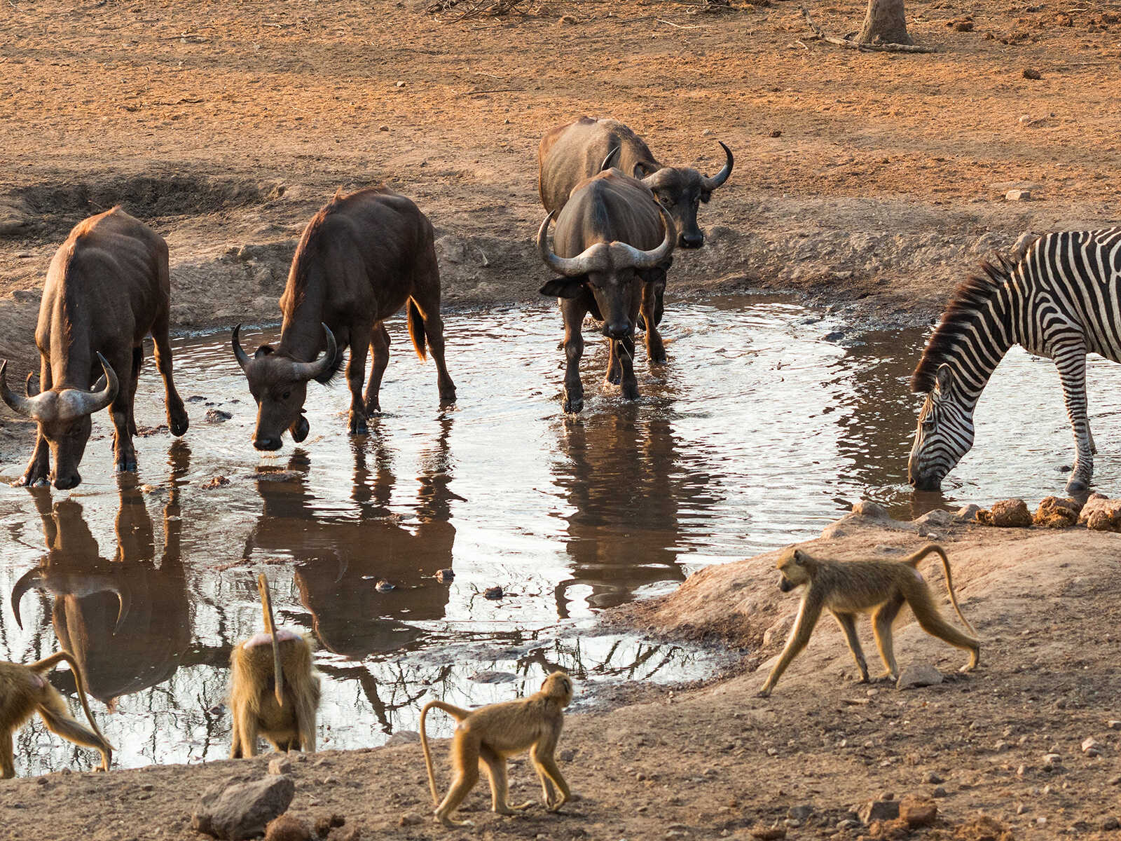 Majete Wildlife Reserve 1