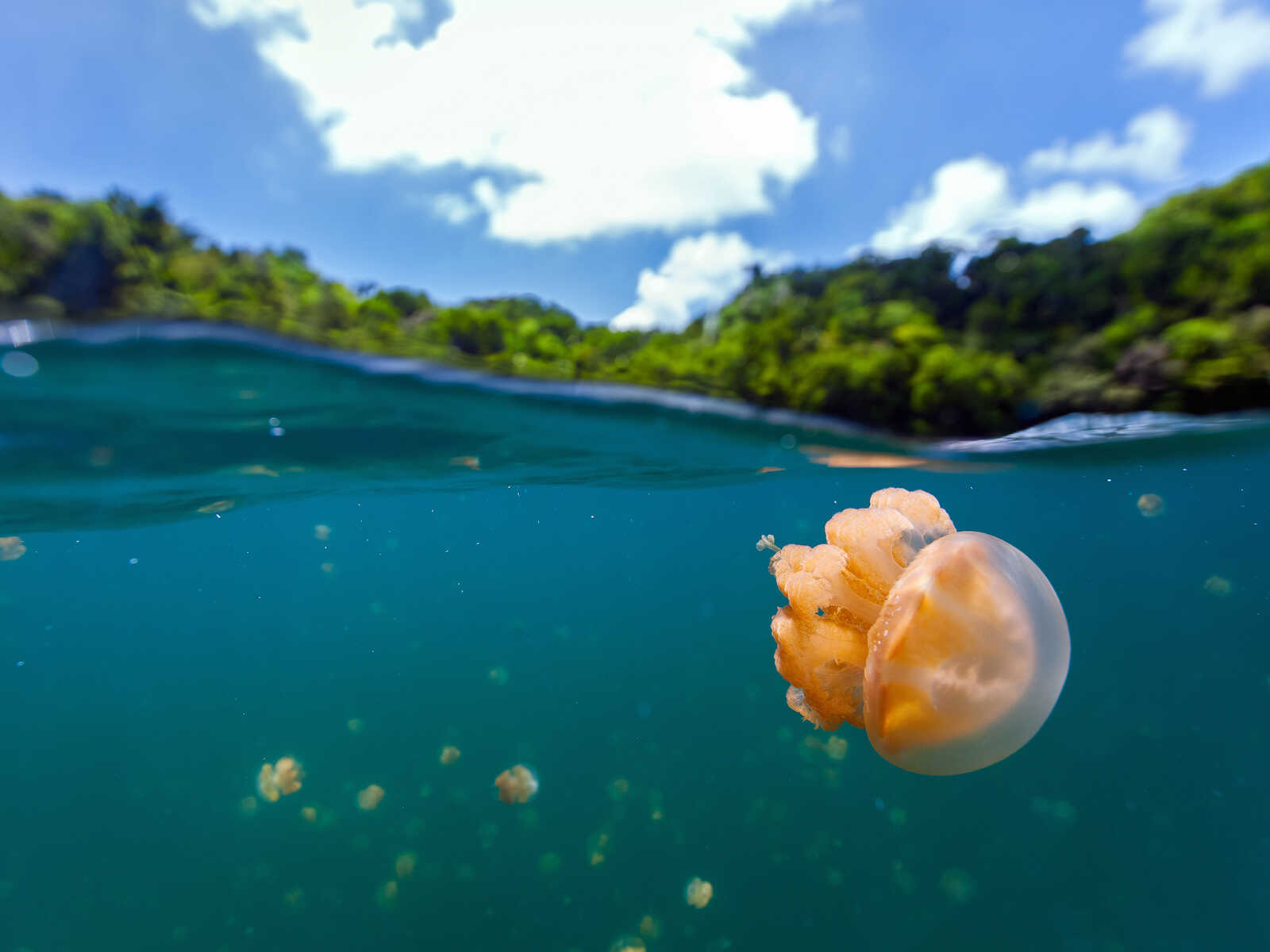 Jellyfish Lake