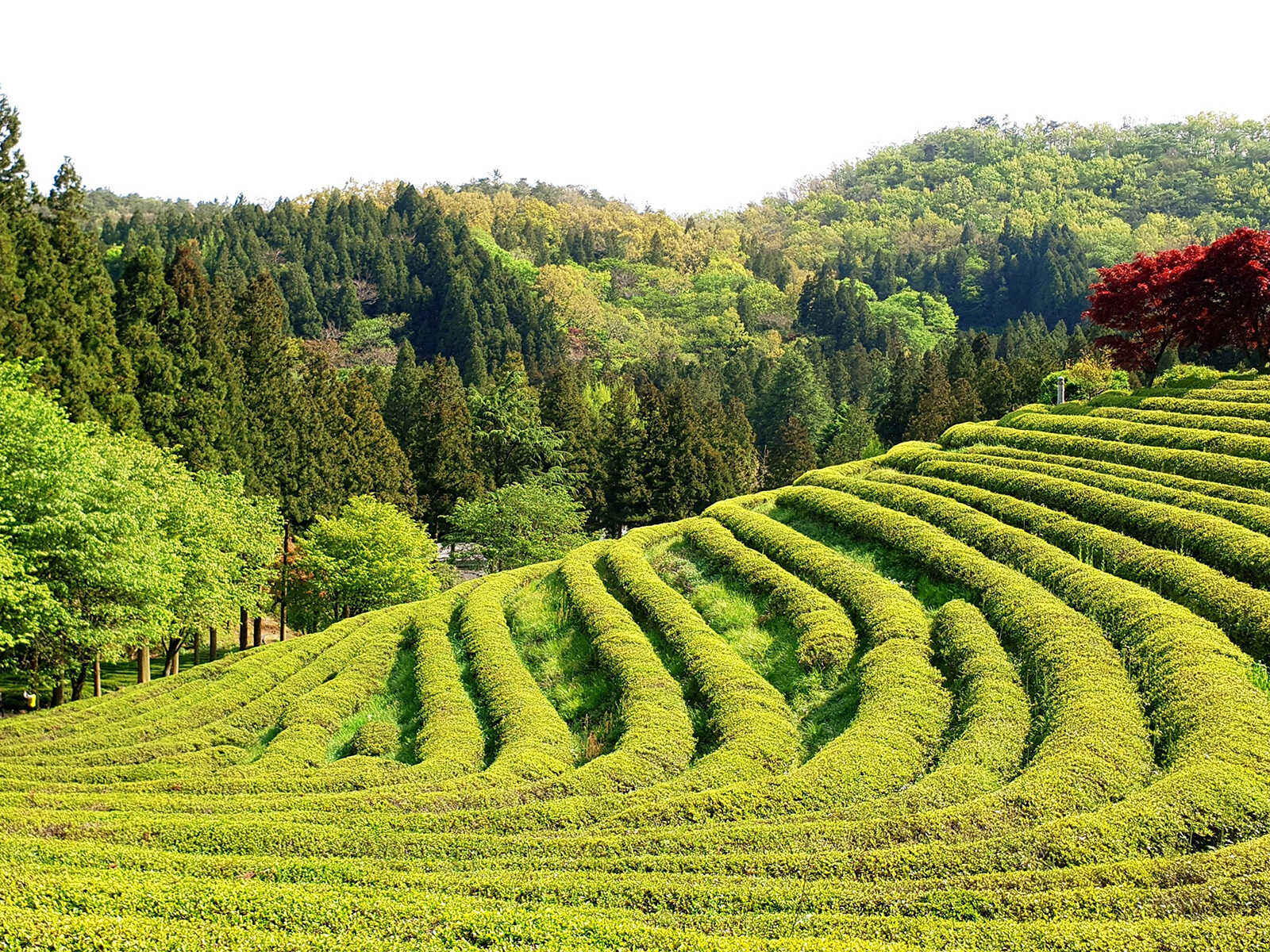 Tea Plantation | Mustseespots.com